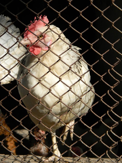 切尔西的对 切尔西的对